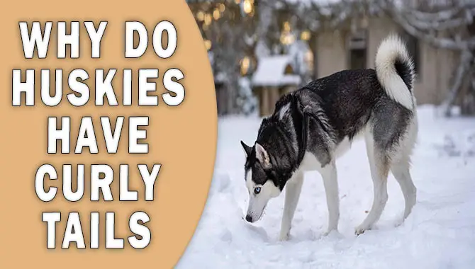 Why Do Huskies Have Curly Tails