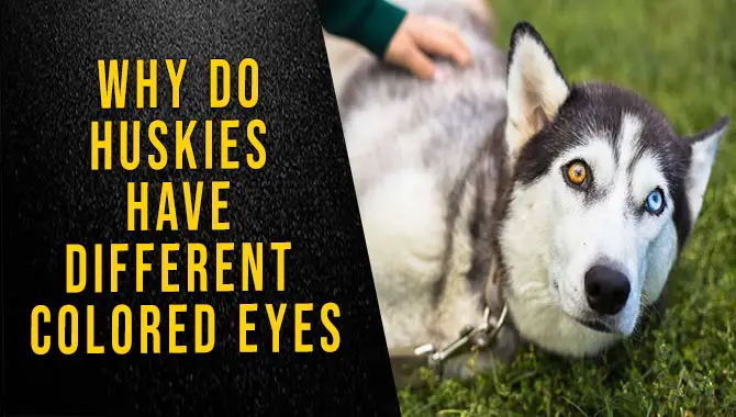 Why Do Huskies Have Different Colored Eyes