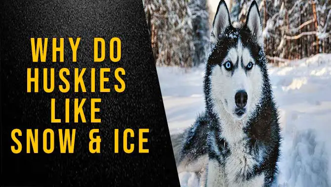 Why Do Huskies Like Snow & Ice