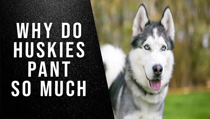 Why Do Huskies Pant So Much