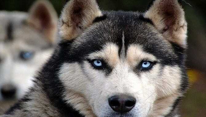 Why Do Huskies Vocalize