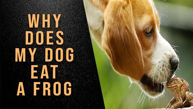 Why Does My Dog Eat A Frog? Potential Dangers & How To Handle