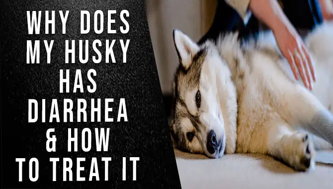 Why Does My Husky Has Diarrhea & How To Treat It