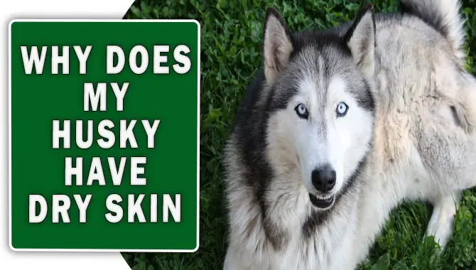Why Does My Husky Have Dry Skin