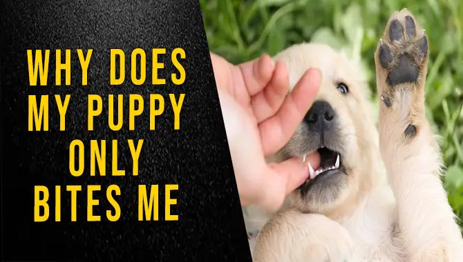 Why Does My Puppy Only Bites Me
