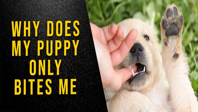 Why Does My Puppy Only Bites Me