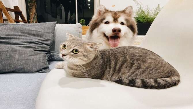 Why Don't Huskies Get Along With Cats