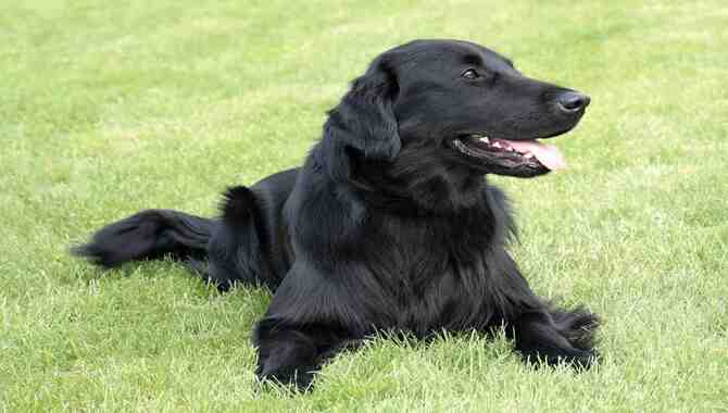Why Don't We See Black Golden Retrievers?