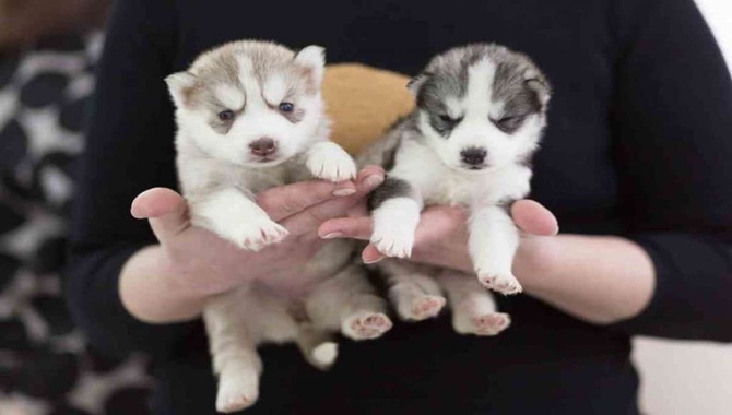 Why Huskies Can Be Bad For First-Time Owners