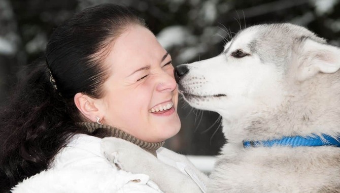 Why Huskies Can Be Good For First-Time Owners