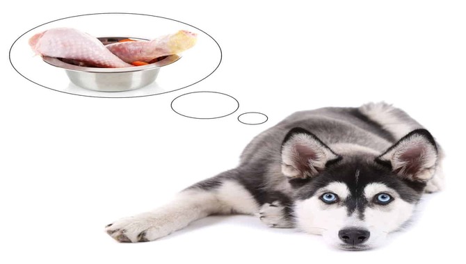 Why Huskies Can Eat Chicken