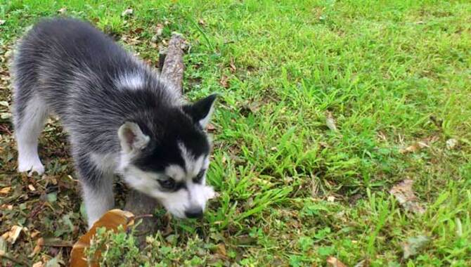 Why Huskies Chew & Eat Socks Reasons That May Surprise You!