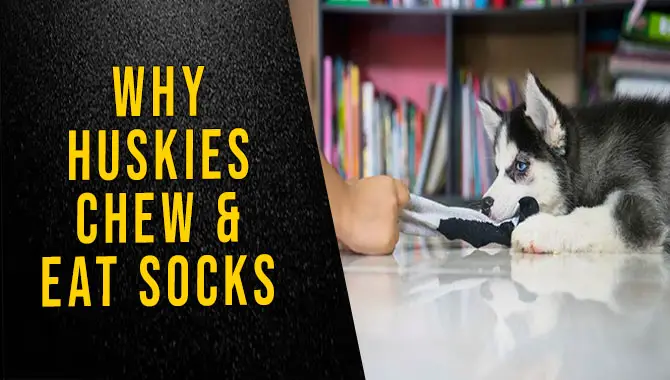 Why Huskies Chew & Eat Socks
