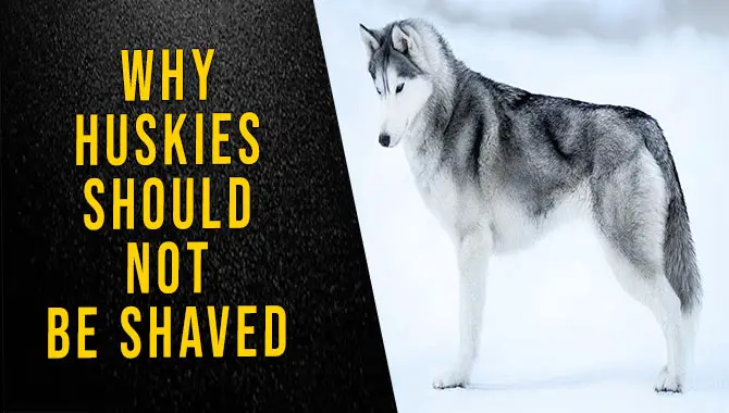 Why Huskies Should Not Be Shaved