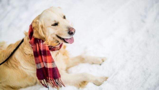 Why Is A Golden Retriever So Good At Surviving In The Snow
