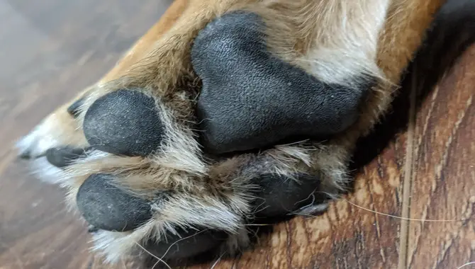 Why Is Paw Care Important