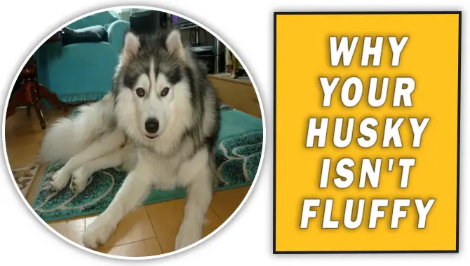 Why Your Husky Isn't Fluffy