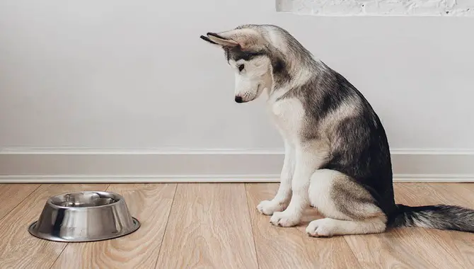 Why Your Husky Won't Eating