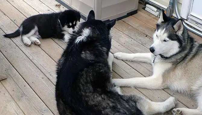 Will Two Male Huskies Get Along