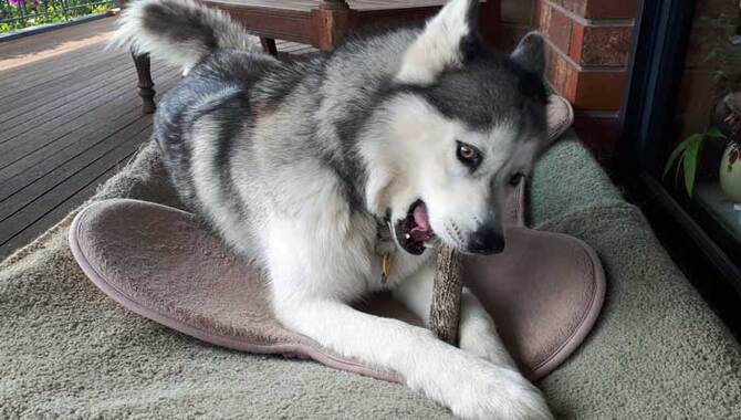 Your Husky Puppy Chewing
