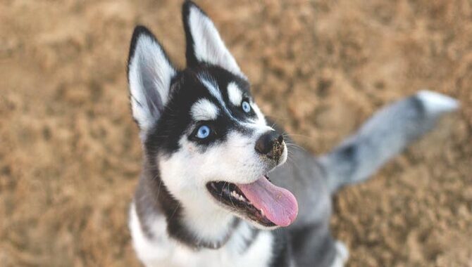 Your Husky Puppy Or Dog Wants Your Attention