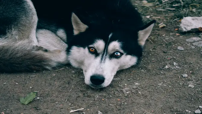 Your Husky Wants To Mate