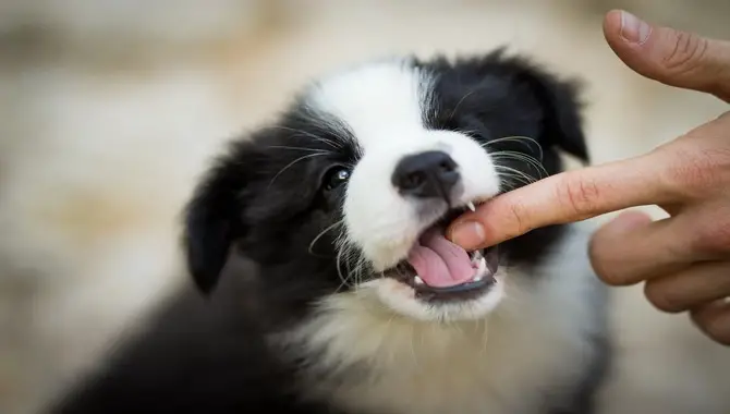 Your Puppy Is Testing & Practising His Bite Threshold