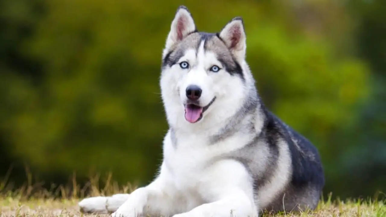 10 Best Steps Effective Supplements For Siberian Huskies In 2024