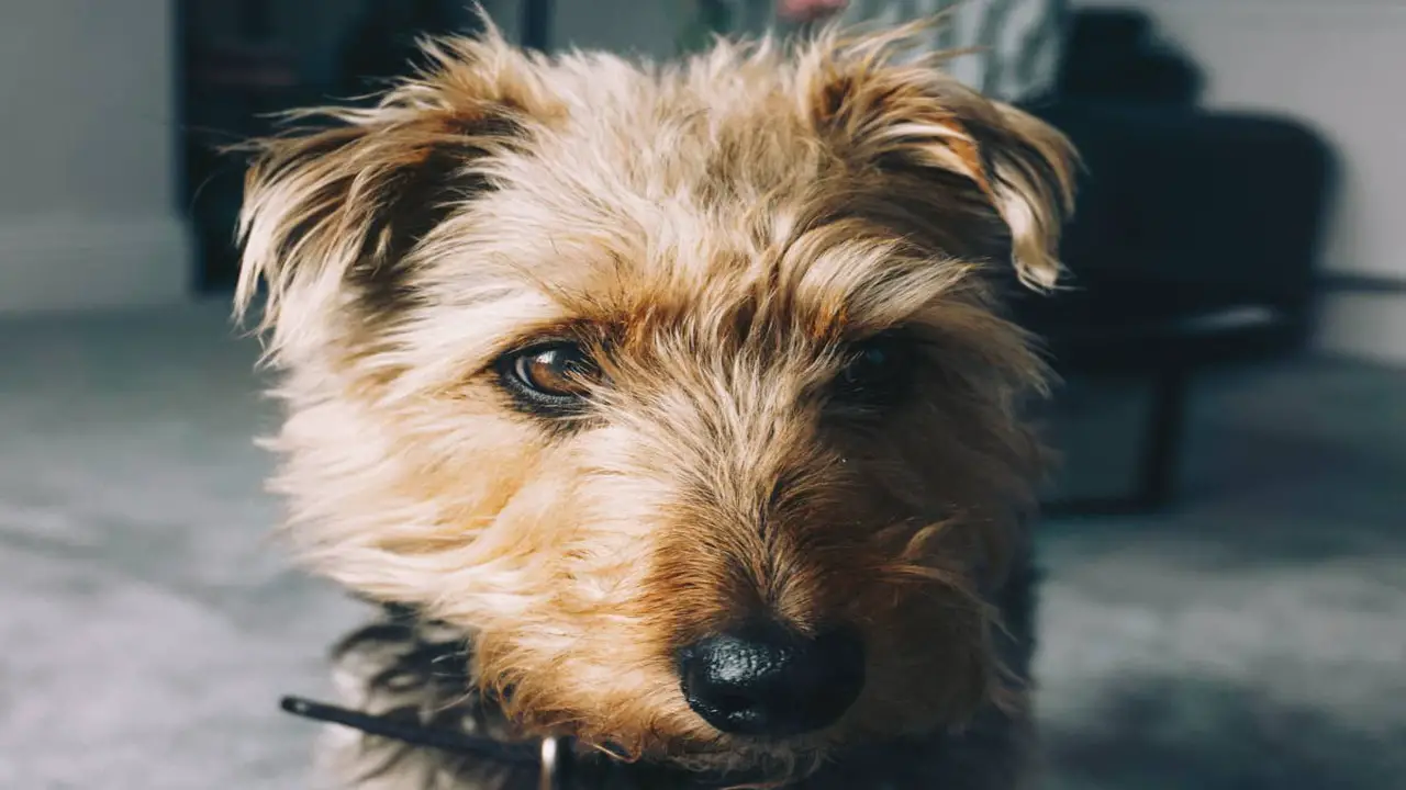 10 Tips For Raising A Schnauzer Airedale Mix