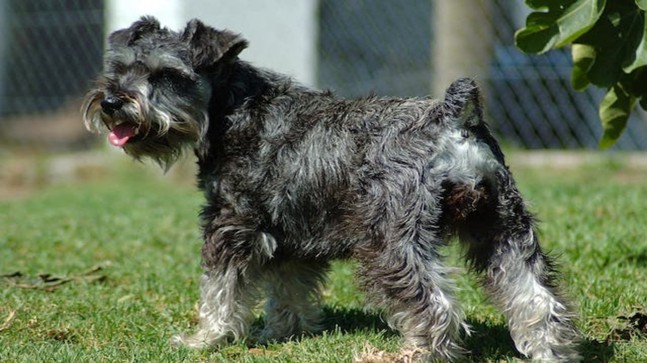 10 Tips For Raising A Schnauzer-Chihuahua Mix Puppy