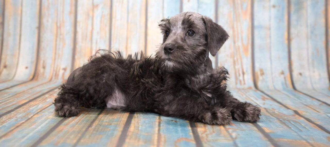 10 Tips For Raising A Schnauzer Poodle-Mix Puppy