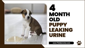 4 Month Old Puppy Leaking Urine - [4 Important Things To Do]