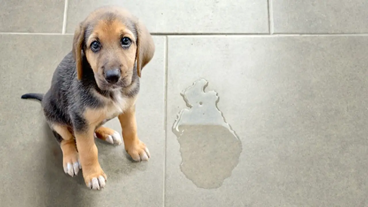 4 Month-Old Puppy Leaking Urine – What To Do