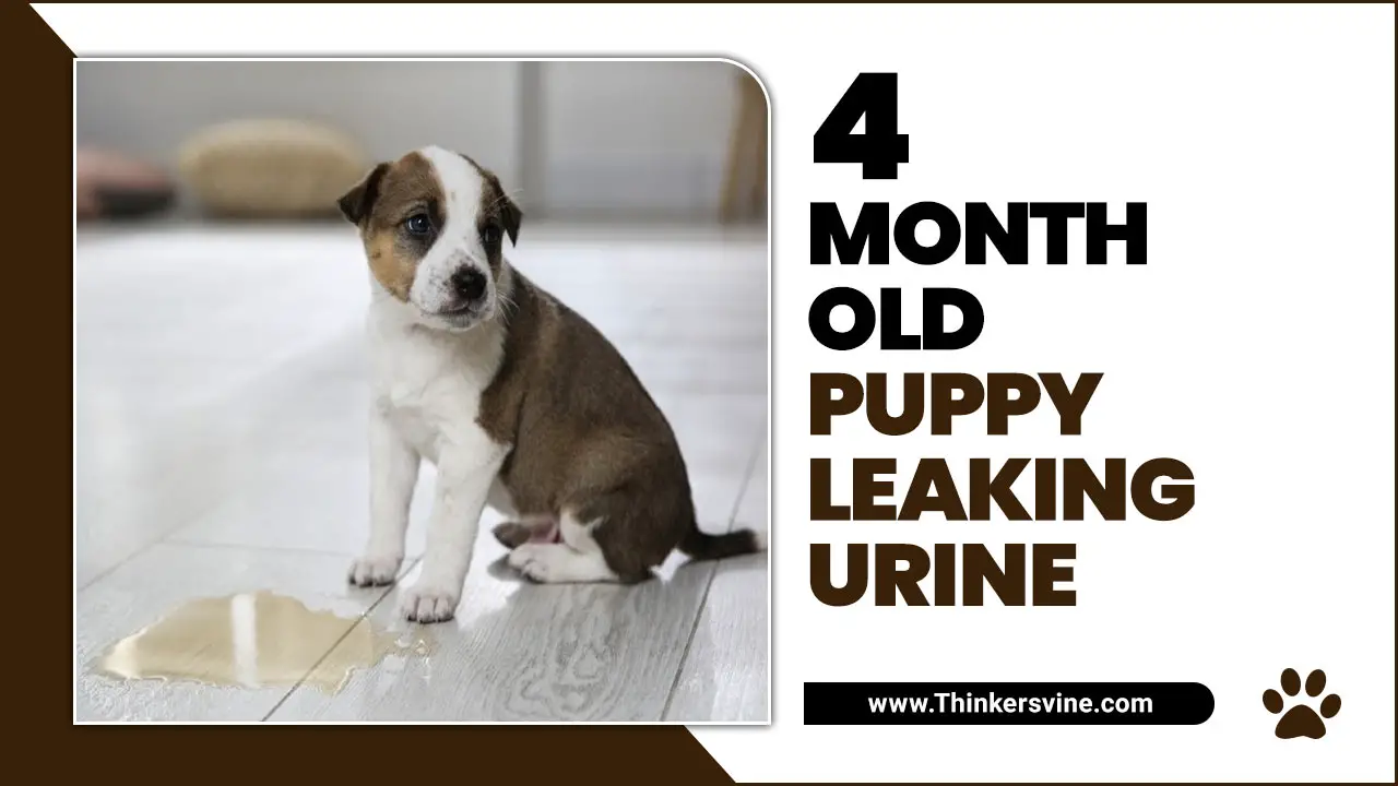 4 Month Old Puppy Leaking Urine