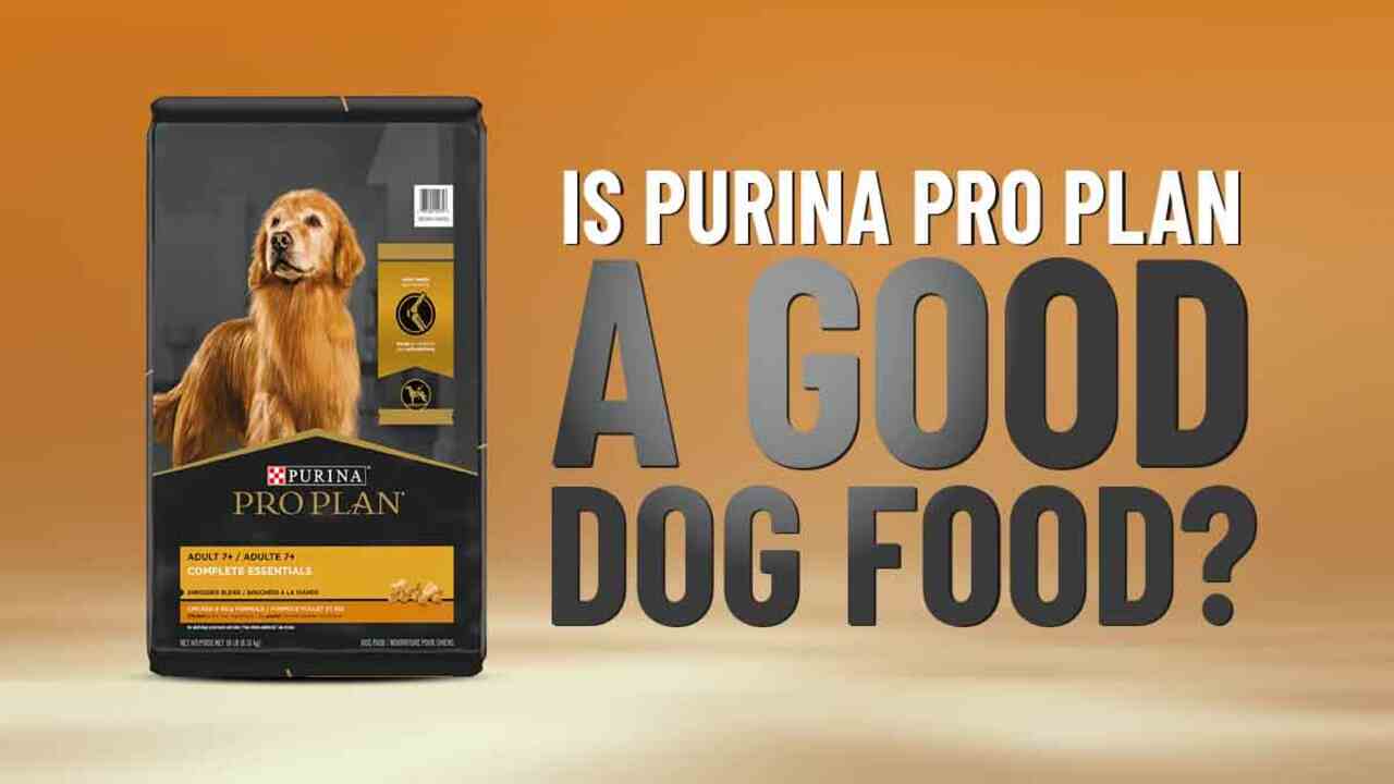 5 Best Purina En Dog Food Alternatives Reviewed