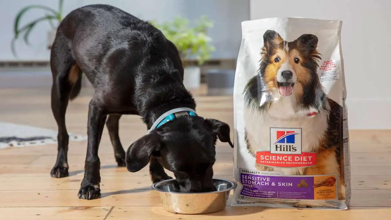 5 Hills Ud Dog Food Alternatives Reviewed