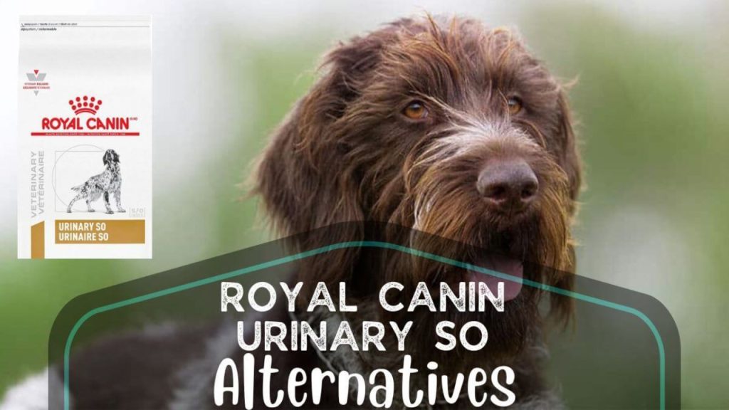 Royal Canin Urinary So Alternatives Dog Food Expert Guide