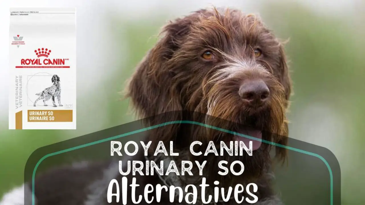 6 Best Royal Canin Urinary So Alternatives Reviewed