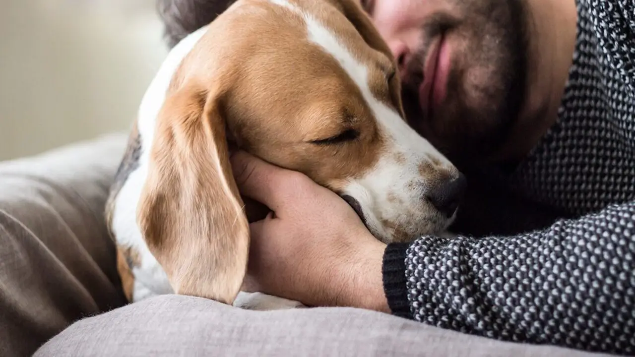 6 Possible Reasons Why Does My Dog Prefer My Husband Over Me