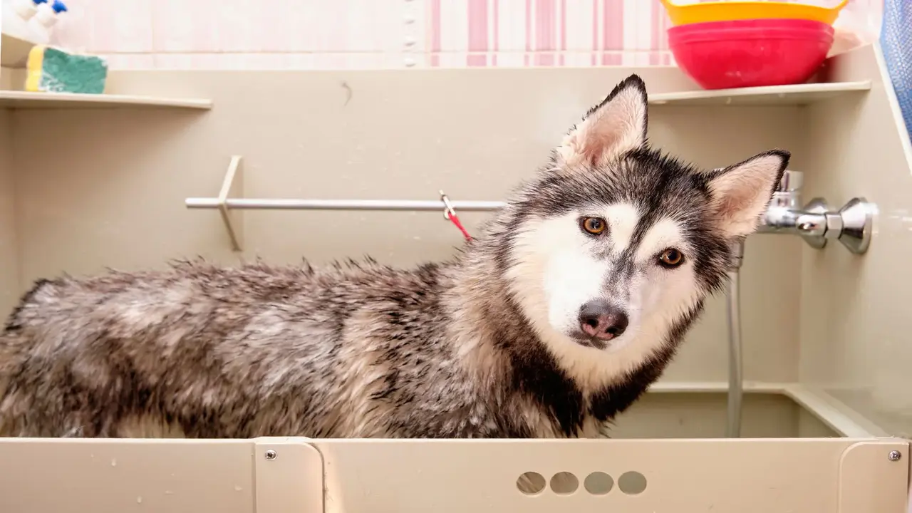 6 Tips About How To Give A Husky Bath Properly