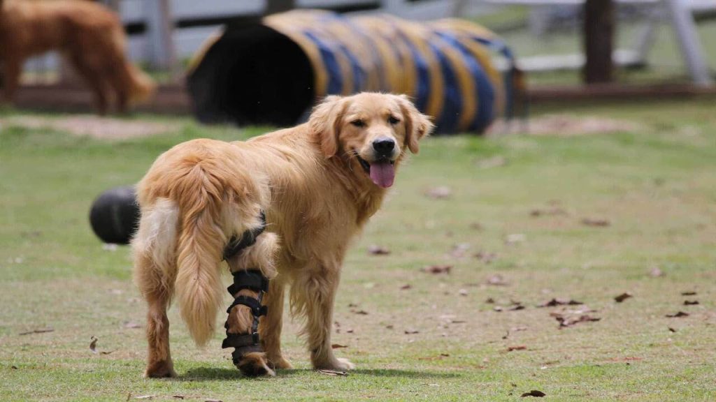 Why Does Dog Bow Legged Hind Legs Explained In Steps