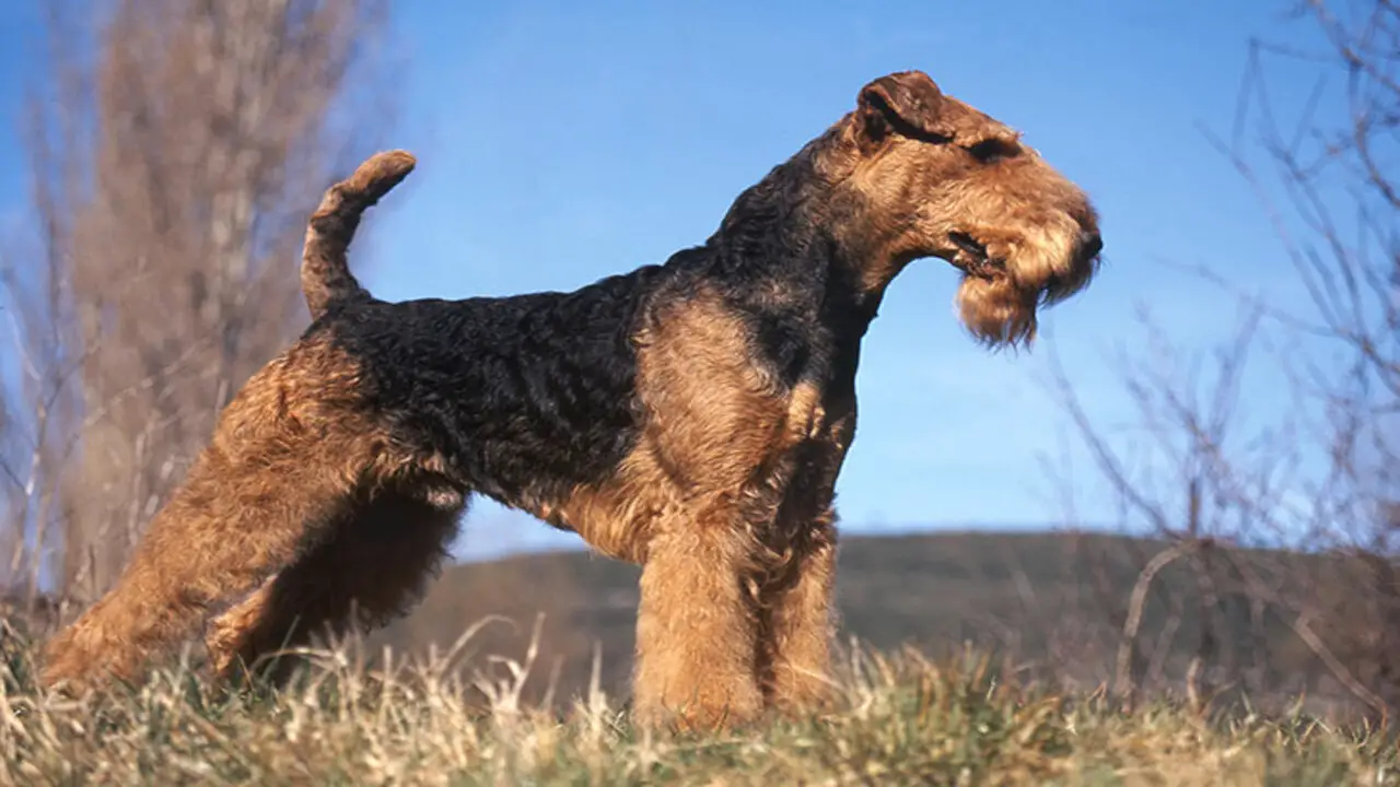 About A Schnauzer-Airedale Mix
