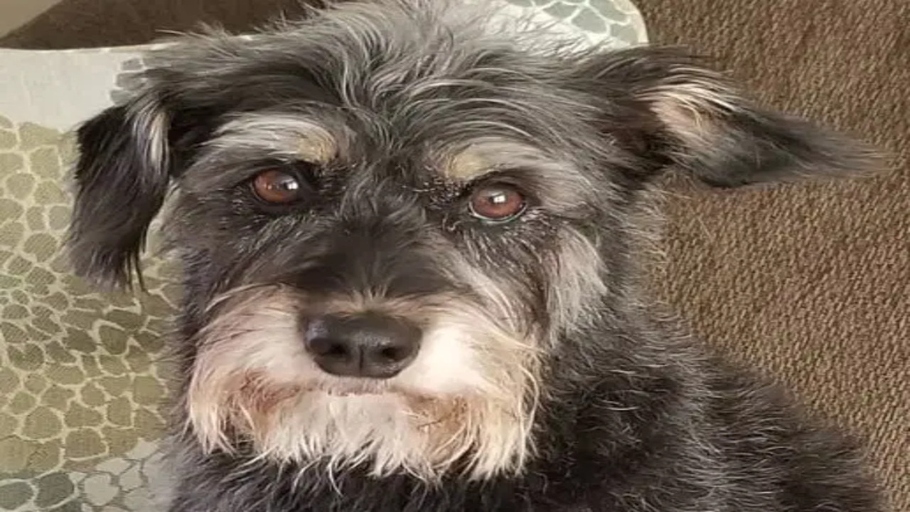 Schnauzer Mix The Ultimate Charm!