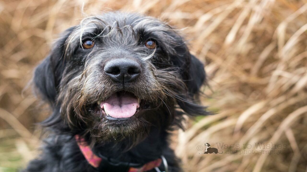 About The Schnauzer-Lab Mix