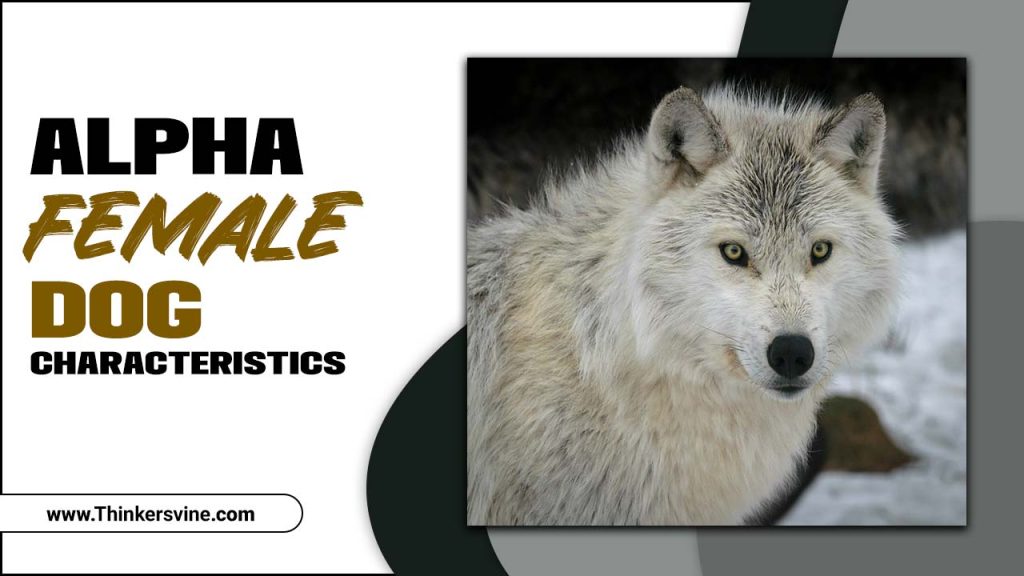 Alpha Female Dog Characteristics Empower Your Pack