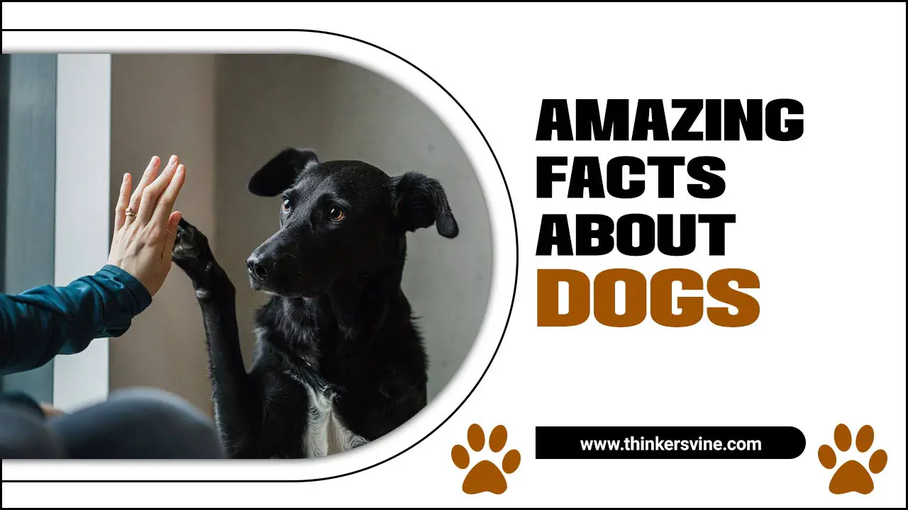 Amazing Facts About Dogs
