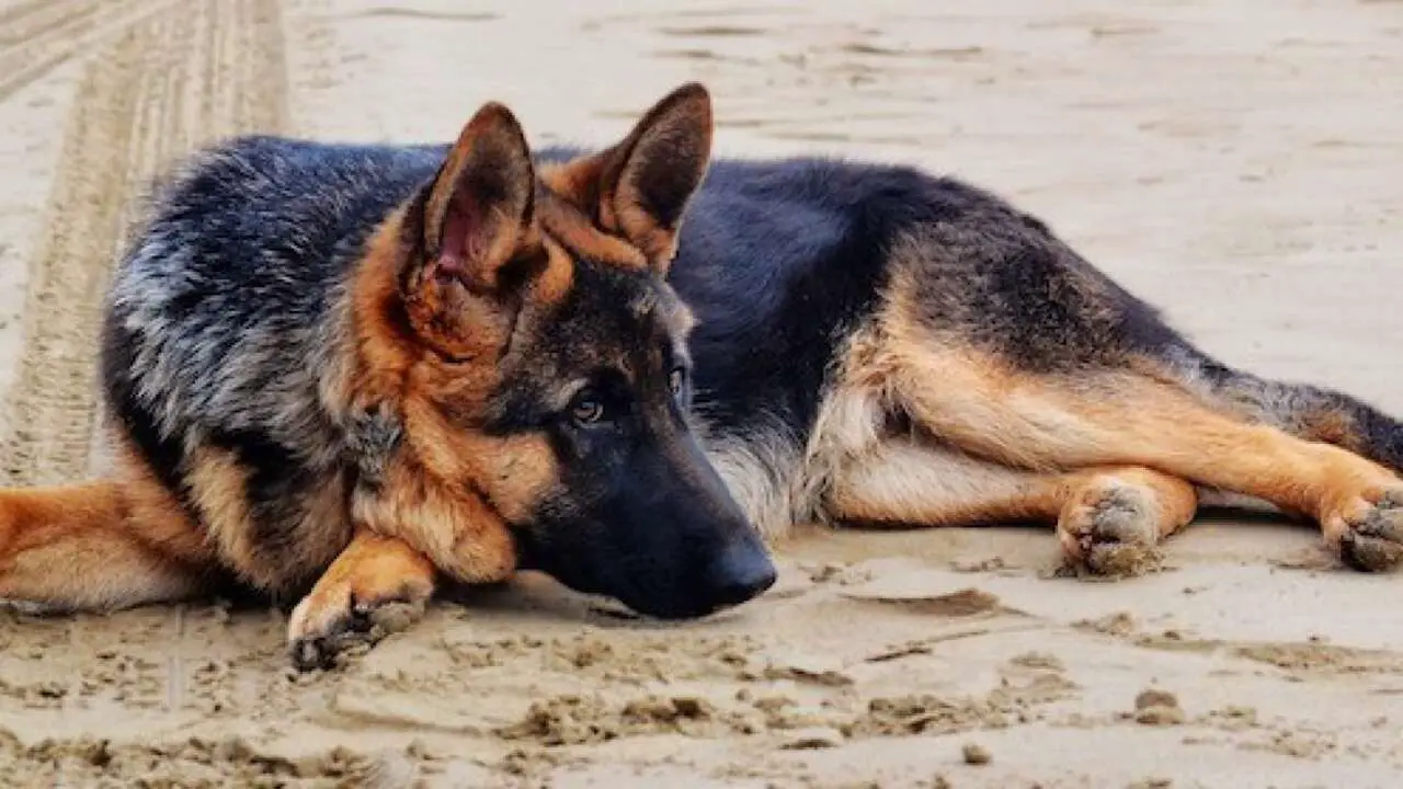 American Dingo German Shepherd Mix Puppy Cost & Where To Get It