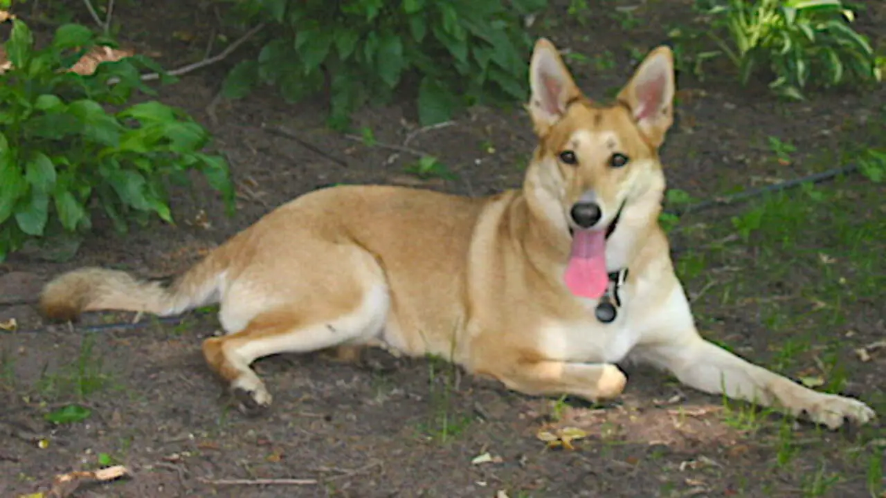 An Overview Of The German Shepherd Dingo Dog Mix