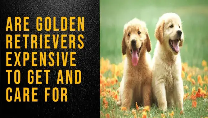 Are Golden Retrievers Expensive To Get And care for