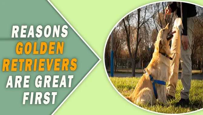 Are Golden Retrievers Good First-Time Dogs